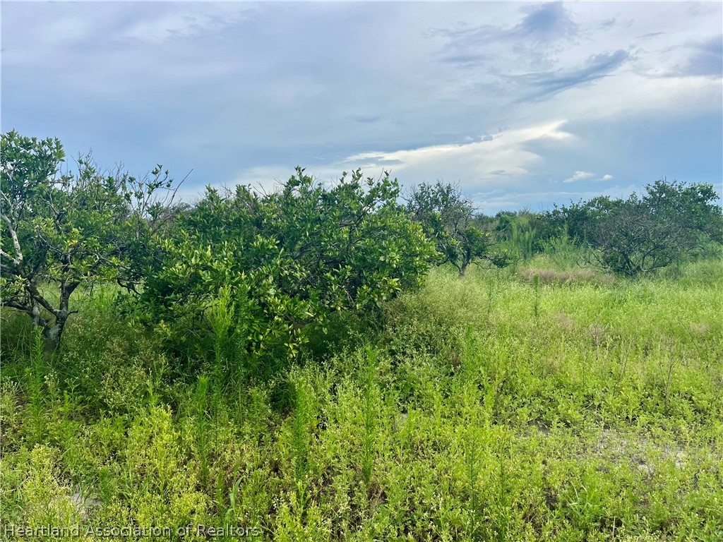 Hayman Road Wauchula, FL 33873 - Photo 3 of 8