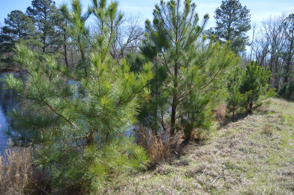 0 Mayo Road Ridge Spring, SC 29129 - Photo 10 of 14