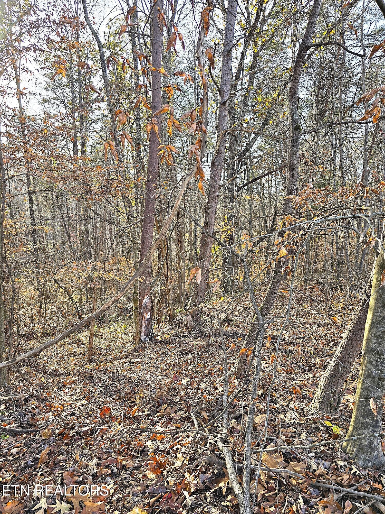 260 Wells Road Powell, TN 37849 - Photo 7 of 11 Gallery Image 7