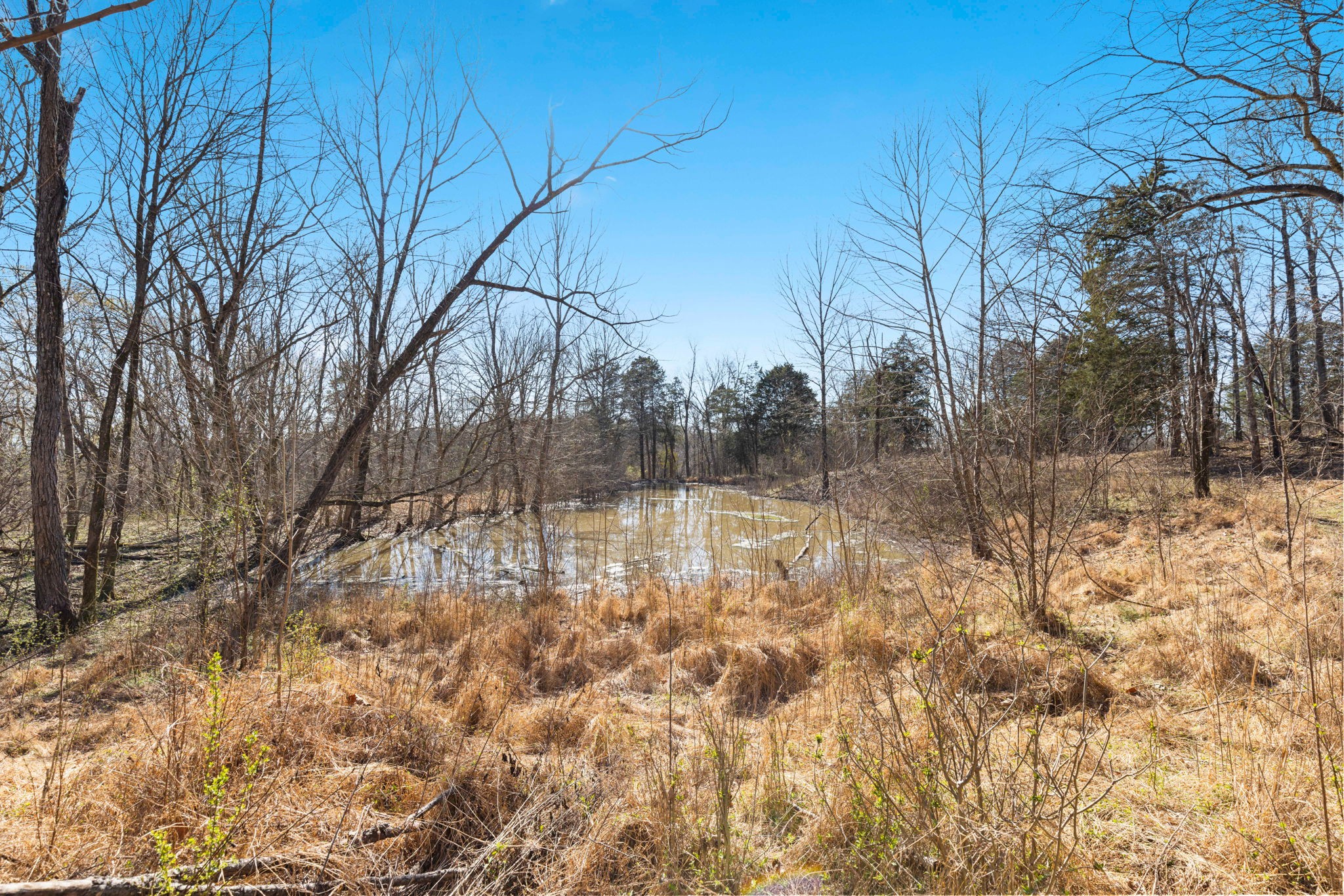 0 Chipman Road Bethpage, TN 37022 - Photo 11 of 14 a view of yard with green space
