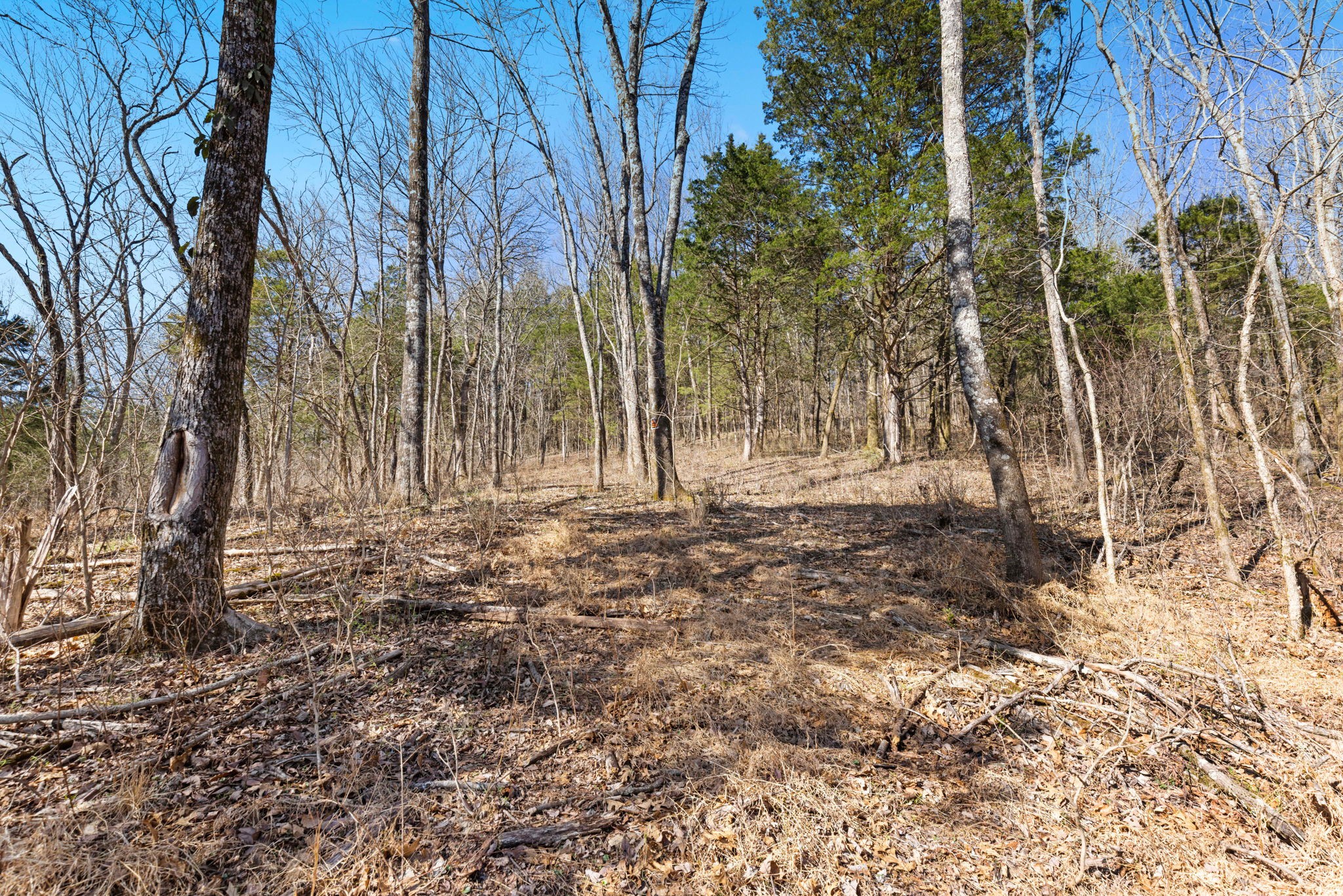 0 Chipman Road Bethpage, TN 37022 - Photo 3 of 14 a backyard of a house with lots of green space