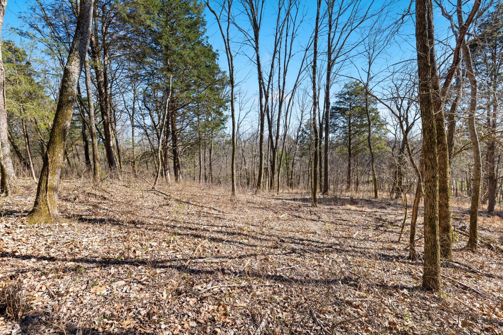 0 Chipman Road Bethpage, TN 37022 - Photo 4 of 14 a view of a backyard with large trees