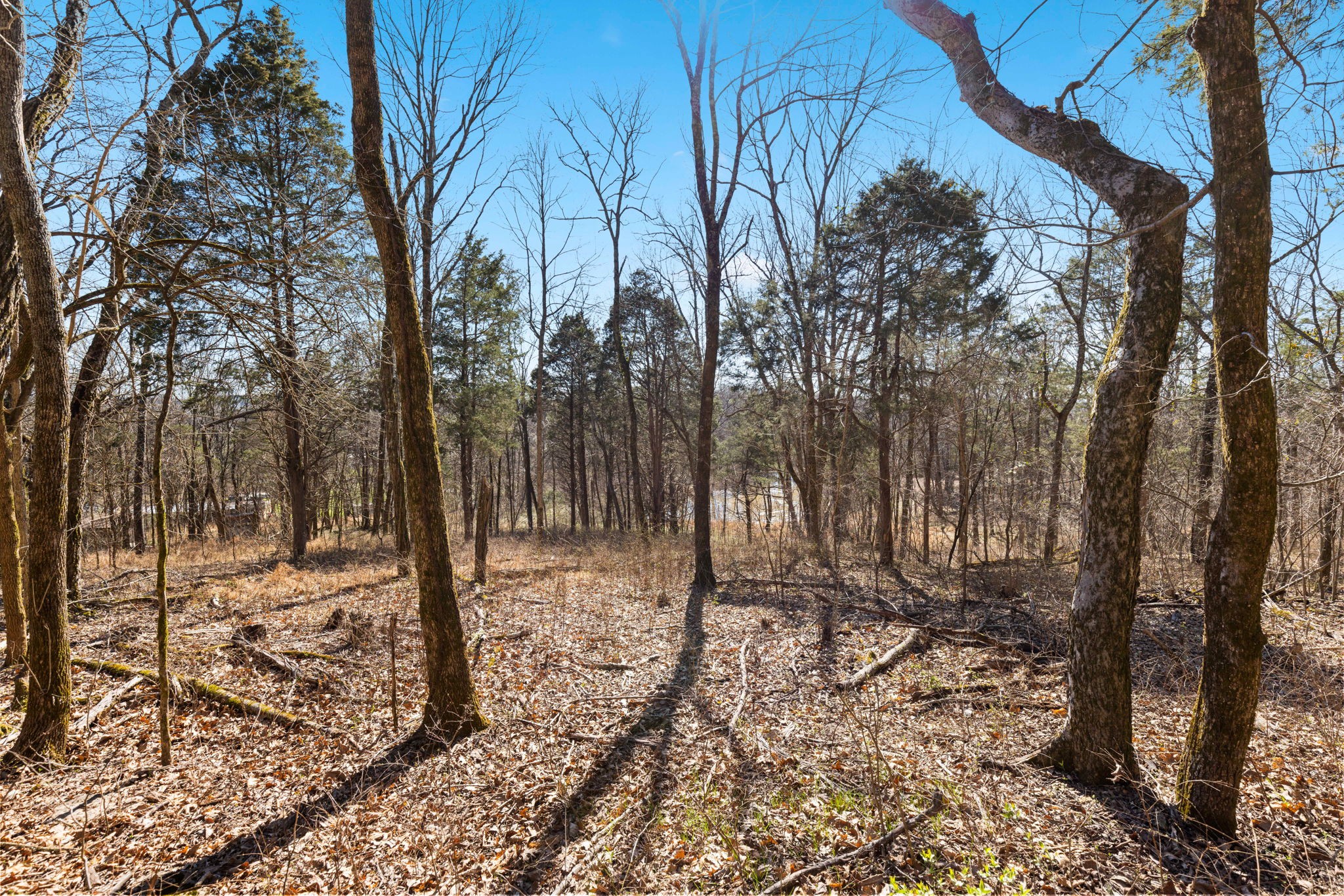 0 Chipman Road Bethpage, TN 37022 - Photo 5 of 14 a view of a forest filled with trees