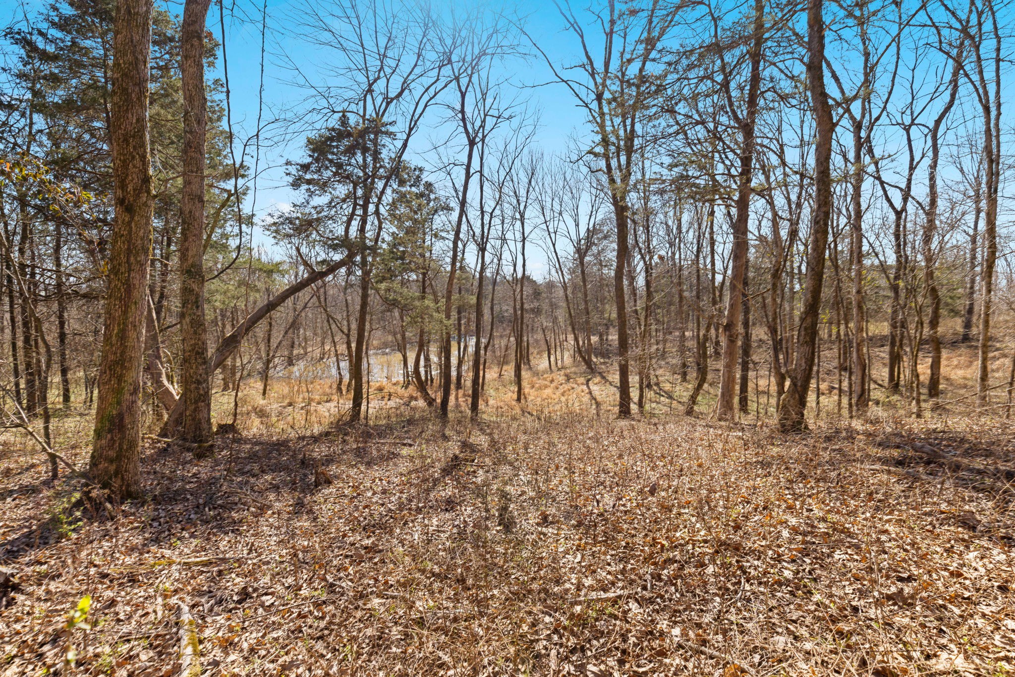 0 Chipman Road Bethpage, TN 37022 - Photo 6 of 14 a view of backyard with green space