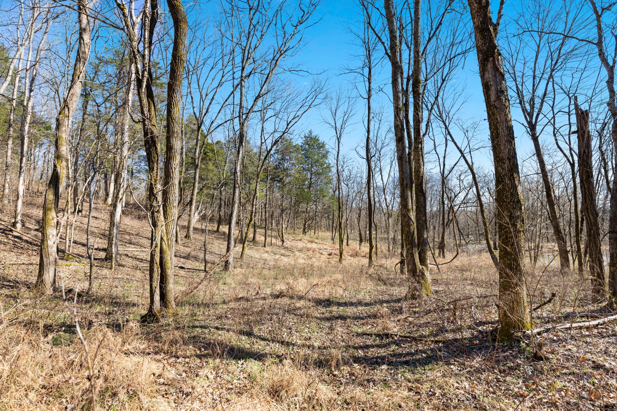 0 Chipman Road Bethpage, TN 37022 - Photo 8 of 14 a view of a yard covered with snow