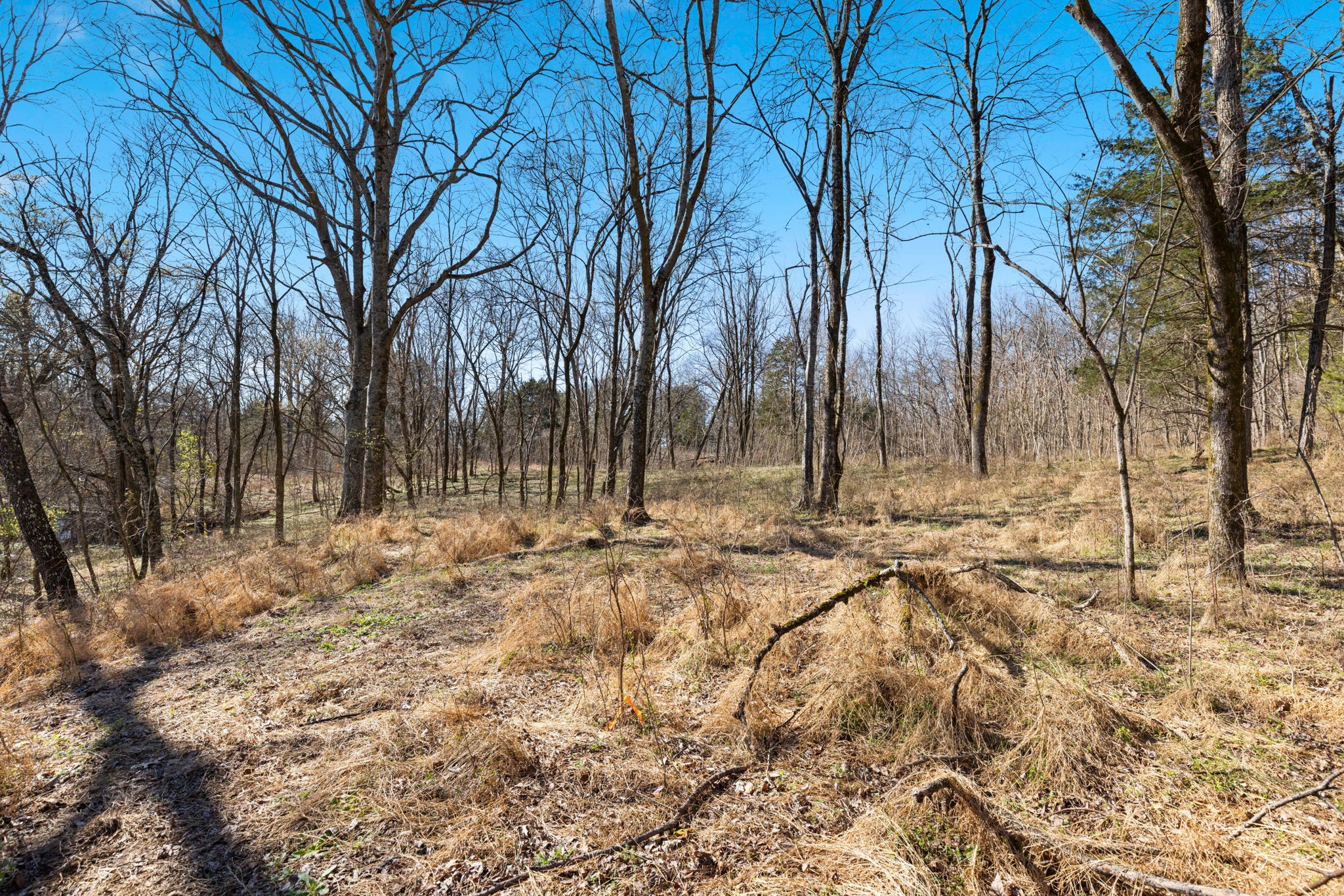 0 Chipman Road Bethpage, TN 37022 - Photo 10 of 14 a backyard of a house with trees and outdoor space