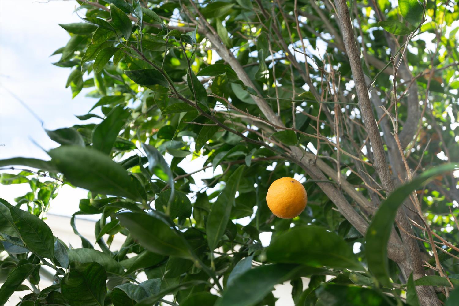 8625 Valley Rim Way Antelope, CA 95843 - Photo 28 of 42