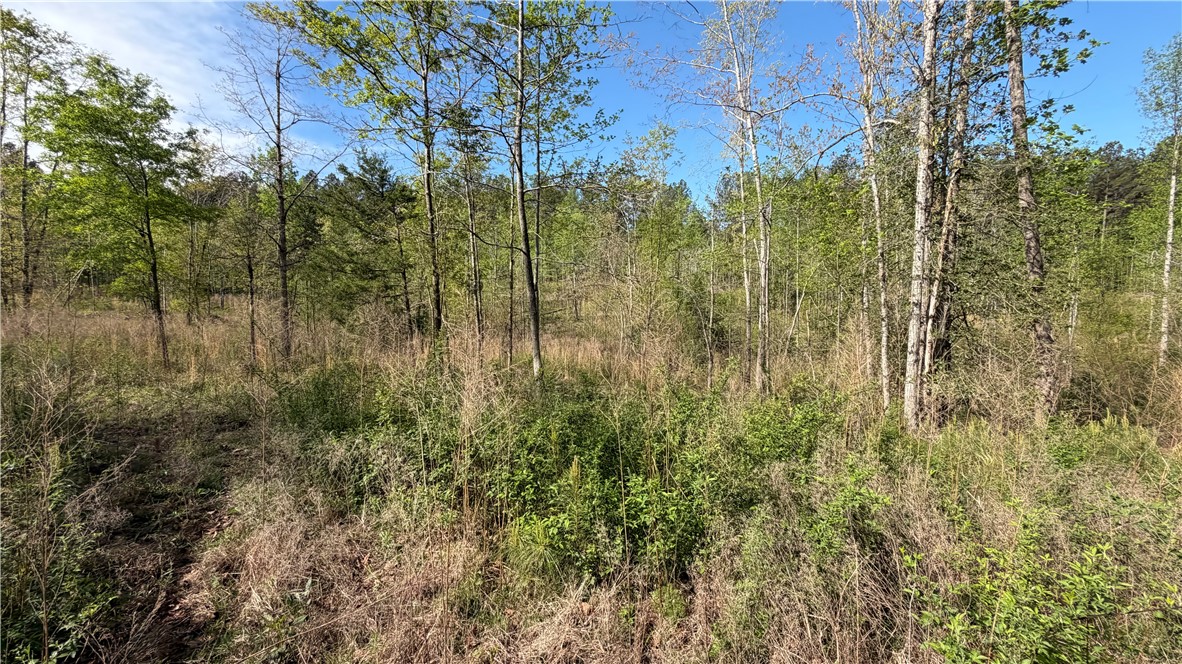 2125 Highway 247 Belton, SC 29627 - Photo 8 of 15 A tranquil, tree-filled lot awaits, offering a secluded and verdant setting for a future home.
