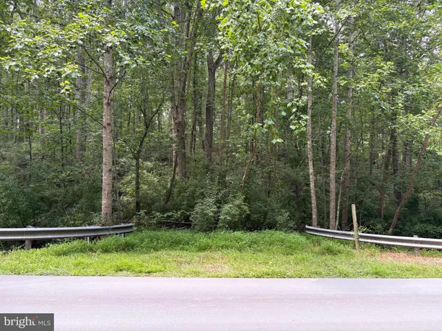 a view of a backyard with plants and large trees