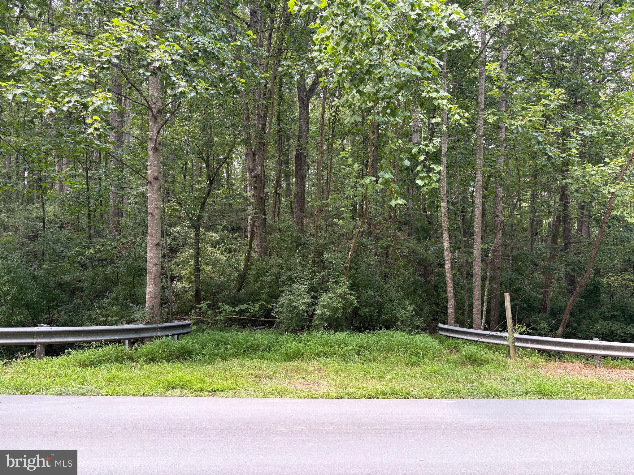 a view of a backyard with plants and large trees