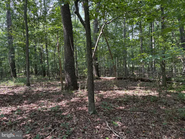 a view of a forest with trees