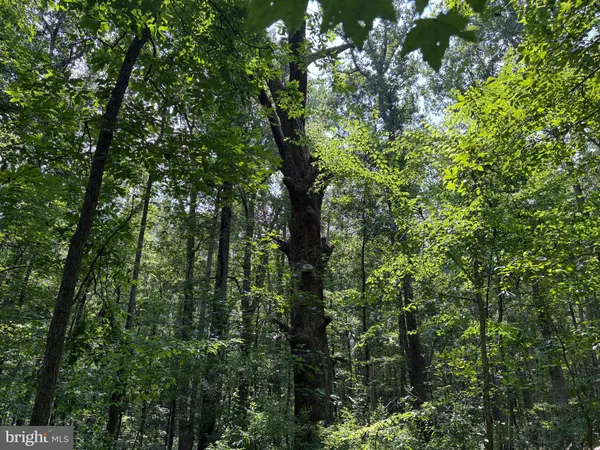 a view of a lush green forest