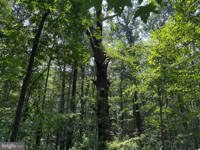 a view of a lush green forest