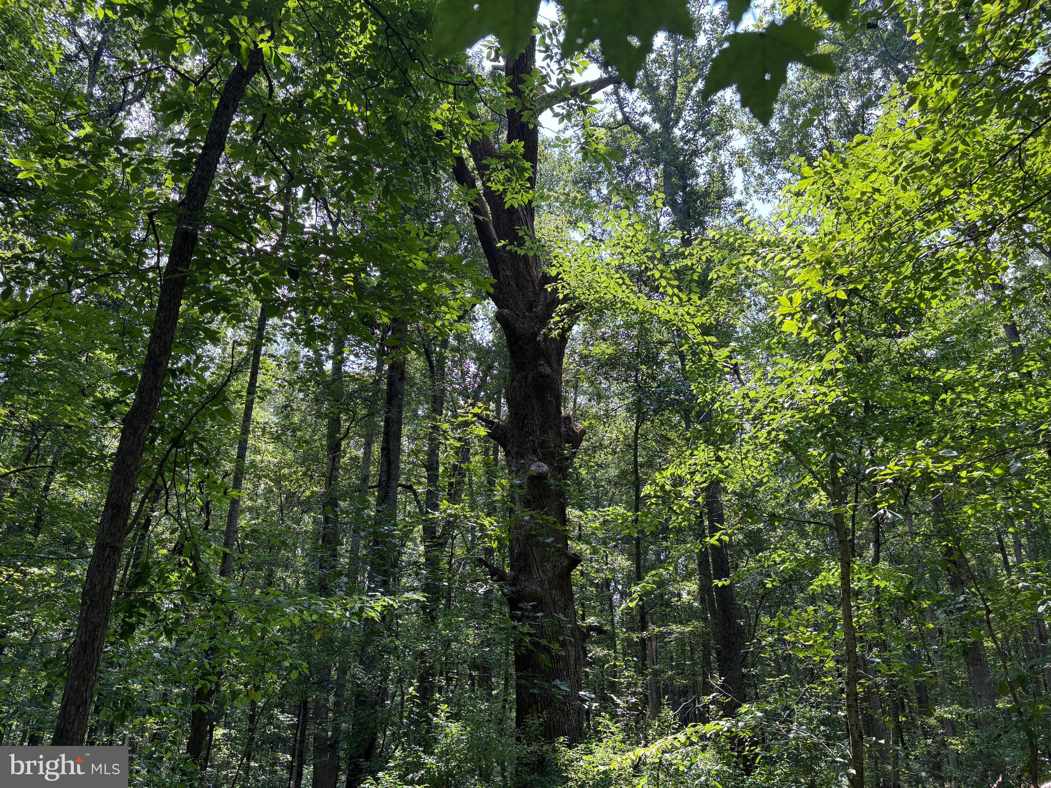 0 Weaver Road Amissville, VA 20106 - Photo 5 of 10 a view of a lush green forest