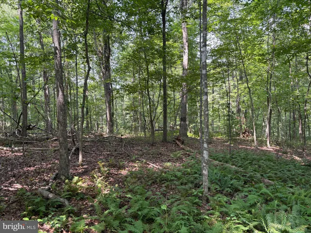 a view of a forest that has large trees