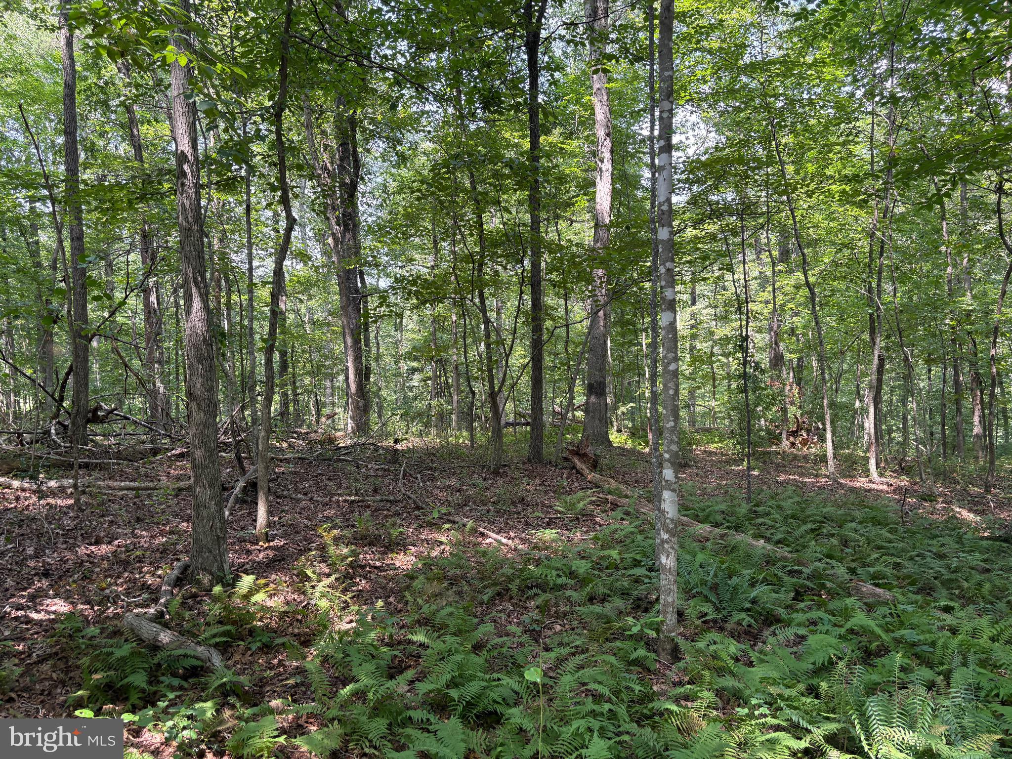 0 Weaver Road Amissville, VA 20106 - Photo 8 of 10 a big yard with lots of green space and deers