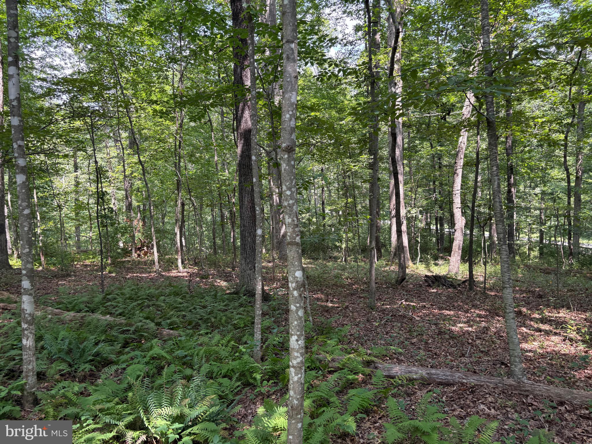 0 Weaver Road Amissville, VA 20106 - Photo 9 of 10 a view of a forest that has large trees