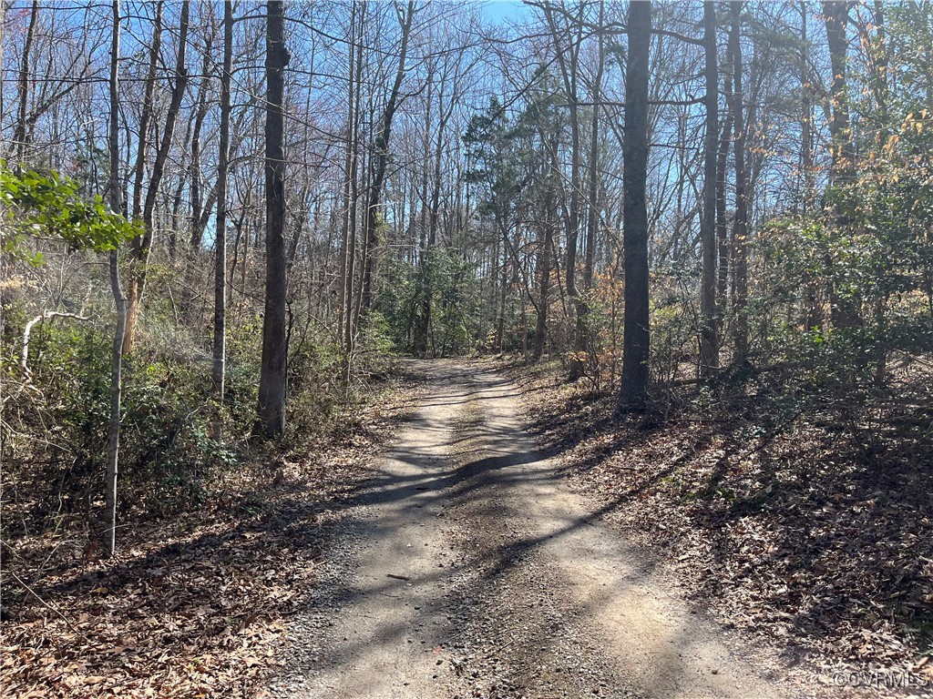 a view of a forest with trees
