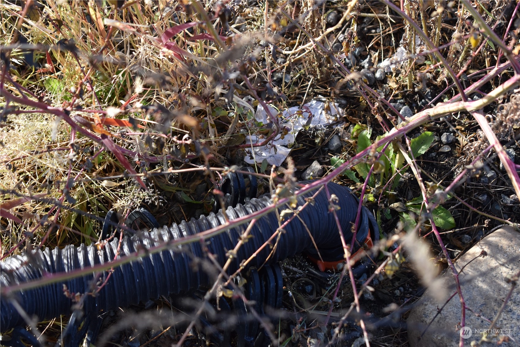 685 Loomis-Oroville Road Tonasket, WA 98855 - Photo 28 of 36 a view of a tree in a forest