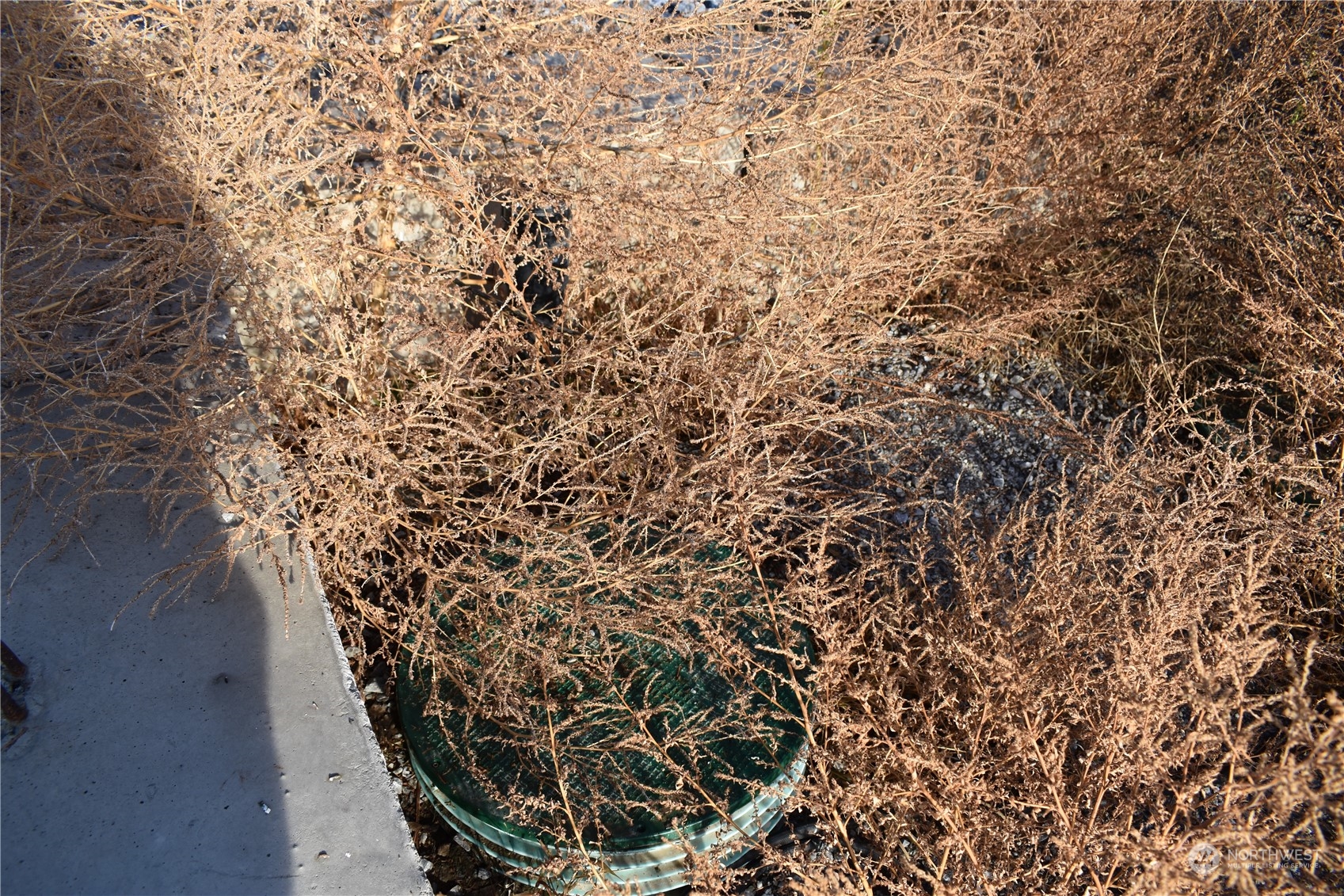 685 Loomis-Oroville Road Tonasket, WA 98855 - Photo 29 of 36 a view of a plant in a yard