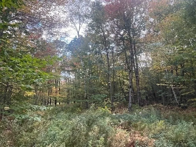 a view of a forest with trees in the background
