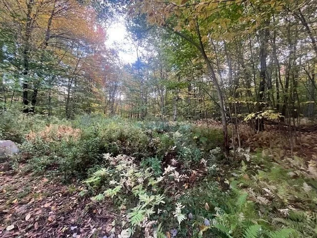 a view of a forest with trees