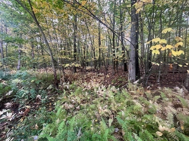 0 Strykers Road North Adams, MA 01247 - Photo 6 of 6 a view of a forest filled with trees