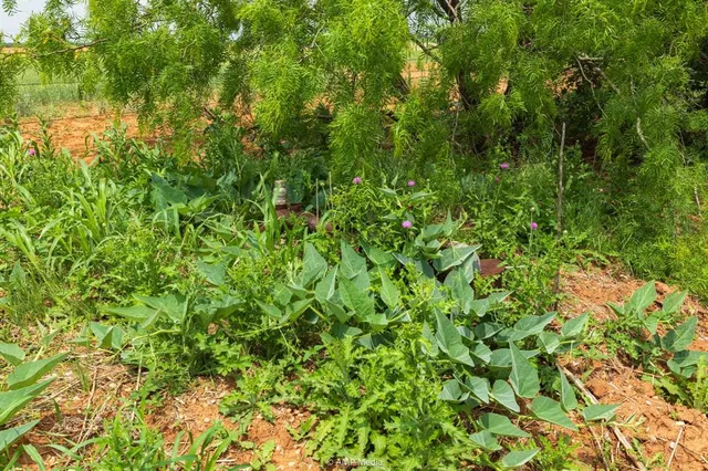 $843,150 | 417 Merkel Tx 79536, Merkel, TX 79536