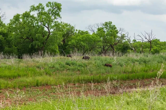 $843,150 | 417 Merkel Tx 79536, Merkel, TX 79536