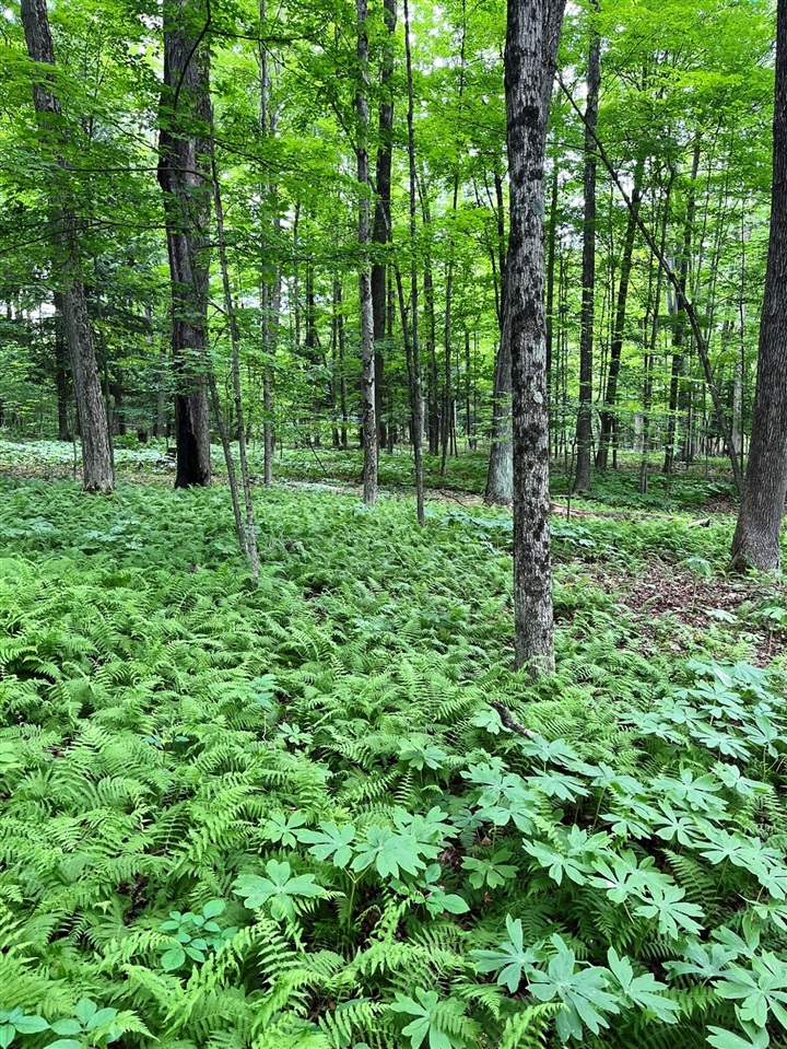 0 Pierce Road White Cloud, MI 49349 - Photo 4 of 7