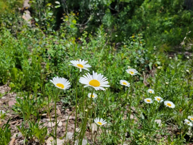 a view of a tree in a backyard of a house