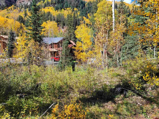 a close up of a tree in a yard