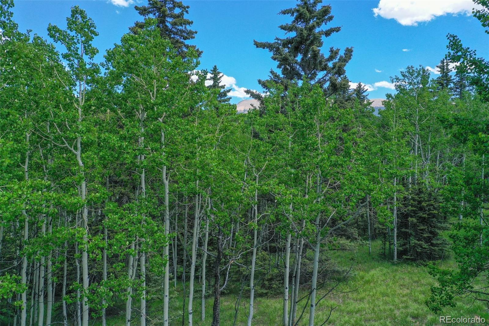 228 Worley Road Divide, CO 80814 - Photo 5 of 5