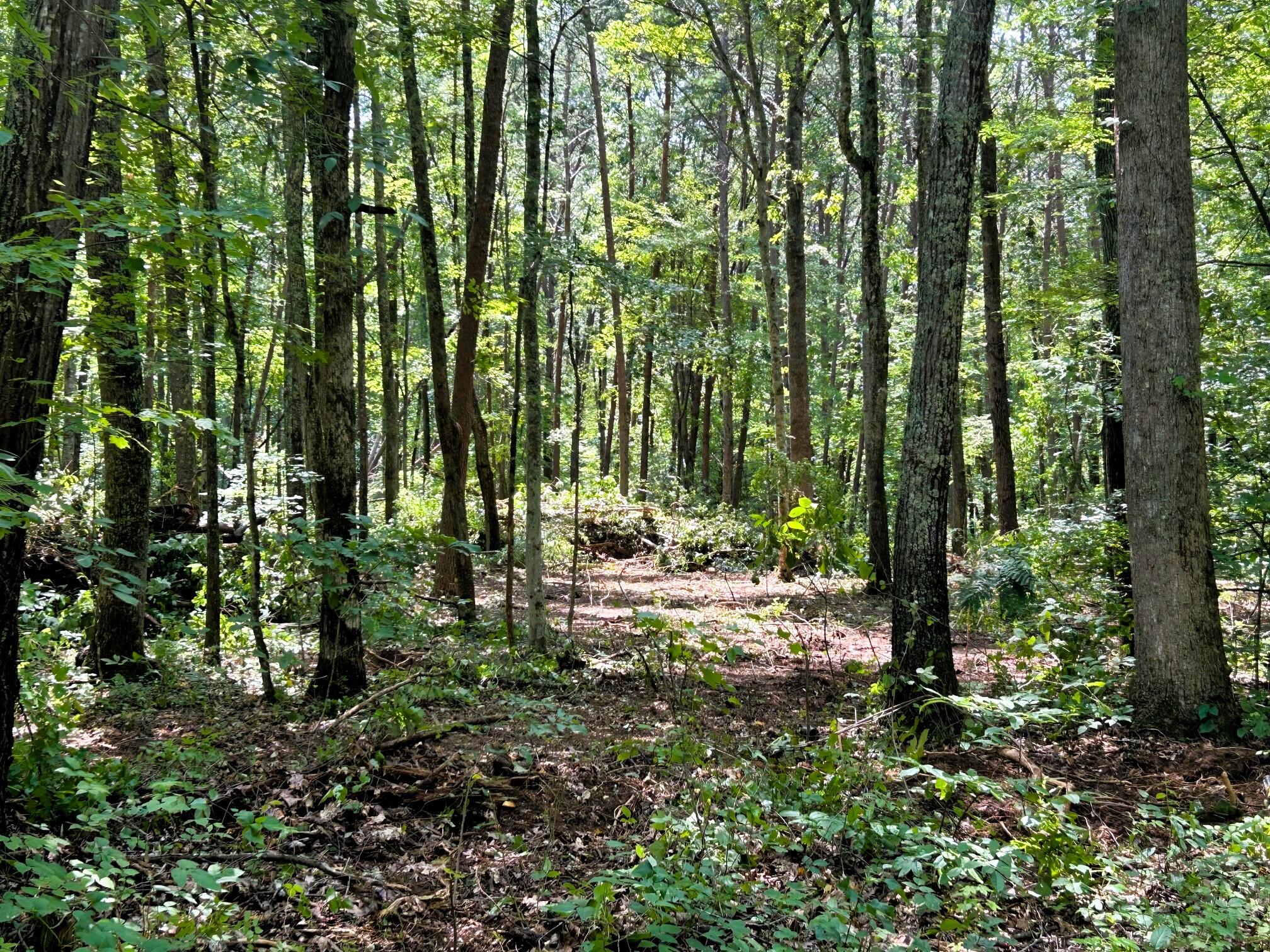 5 Pleasant Hill Road Ten Mile, TN 37880 - Photo 13 of 19 ALMOST 10 ACRES!