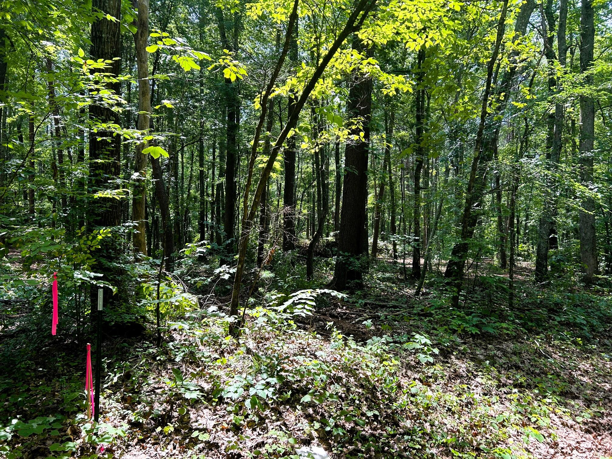 5 Pleasant Hill Road Ten Mile, TN 37880 - Photo 15 of 19 CORNERS MARKED