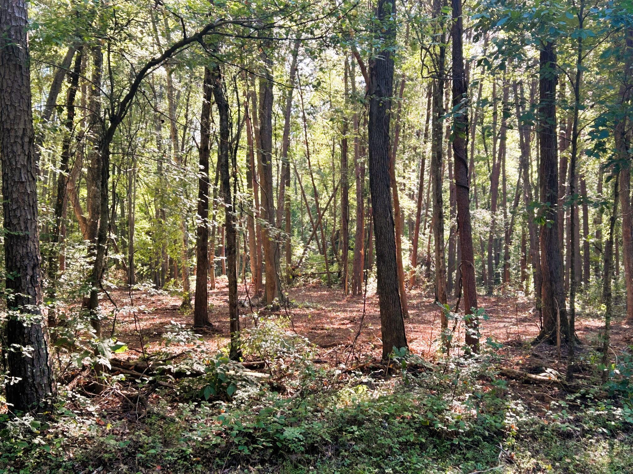 5 Pleasant Hill Road Ten Mile, TN 37880 - Photo 18 of 19 IMG_3861