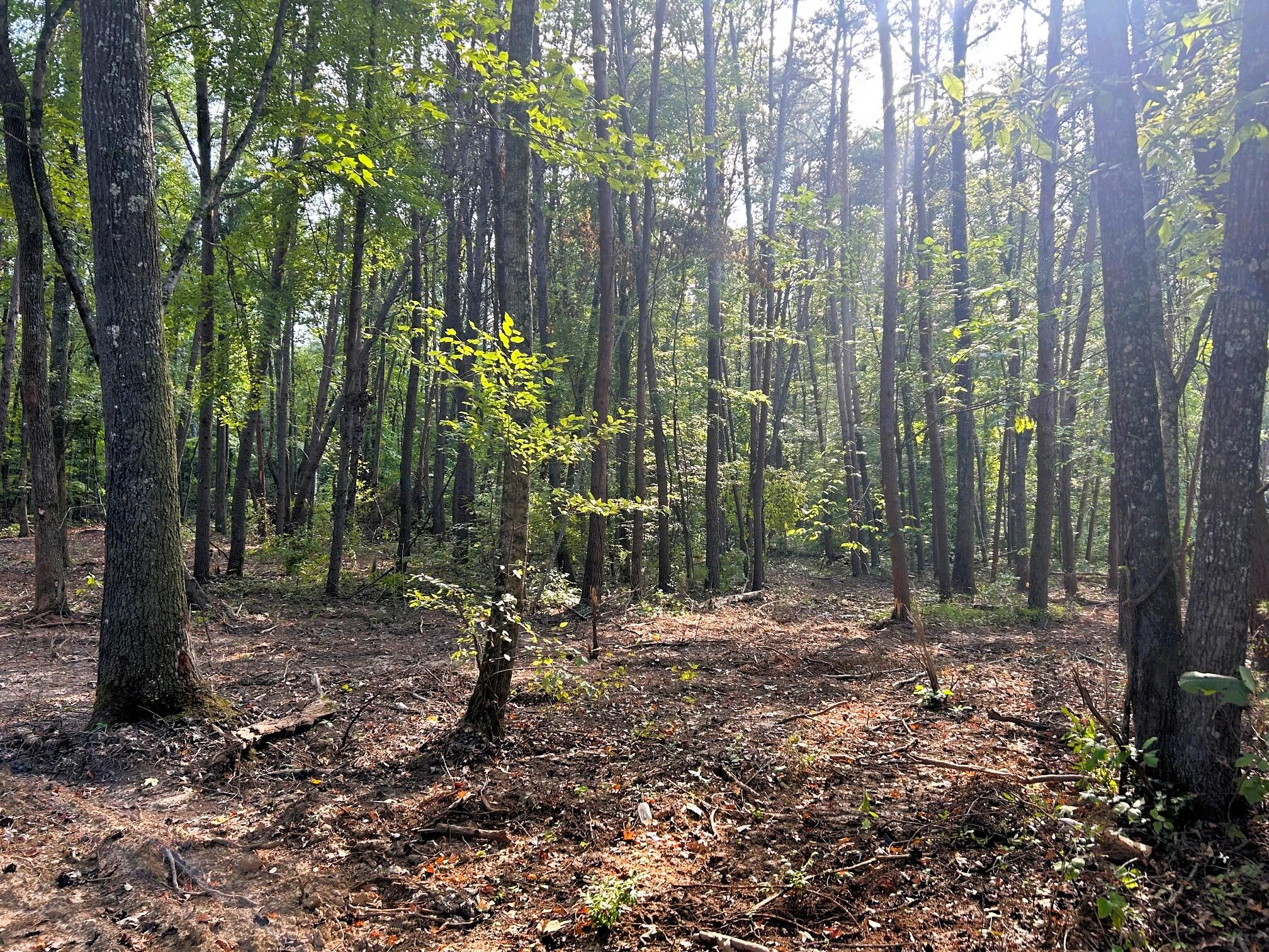 5 Pleasant Hill Road Ten Mile, TN 37880 - Photo 19 of 19 IMG_3863