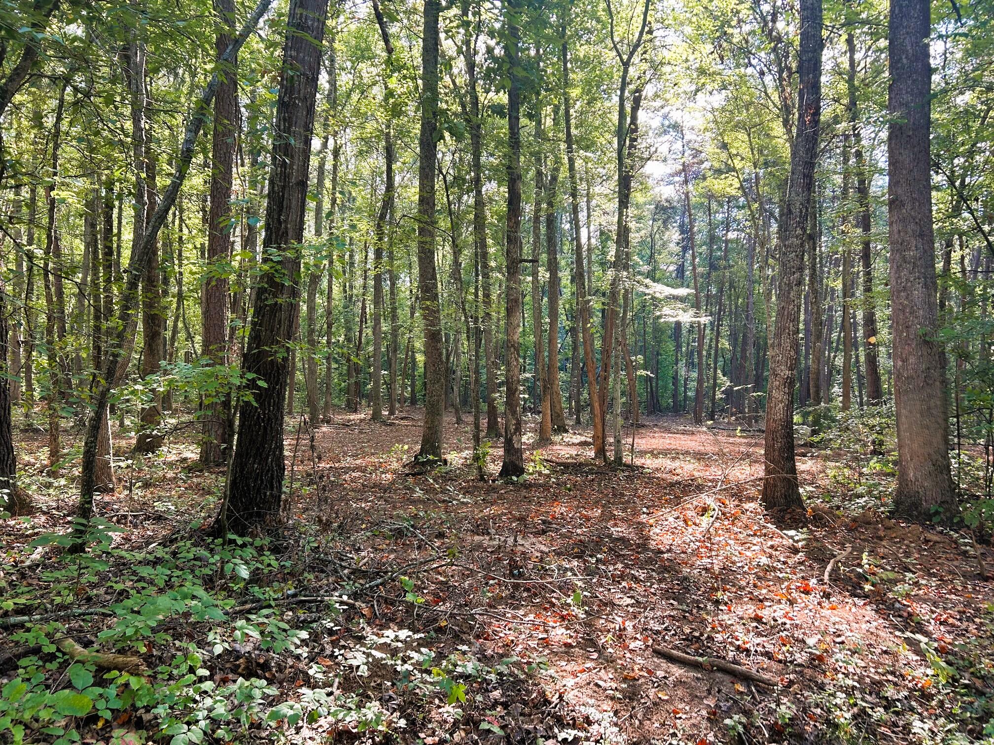 5 Pleasant Hill Road Ten Mile, TN 37880 - Photo 5 of 19 Great Location!