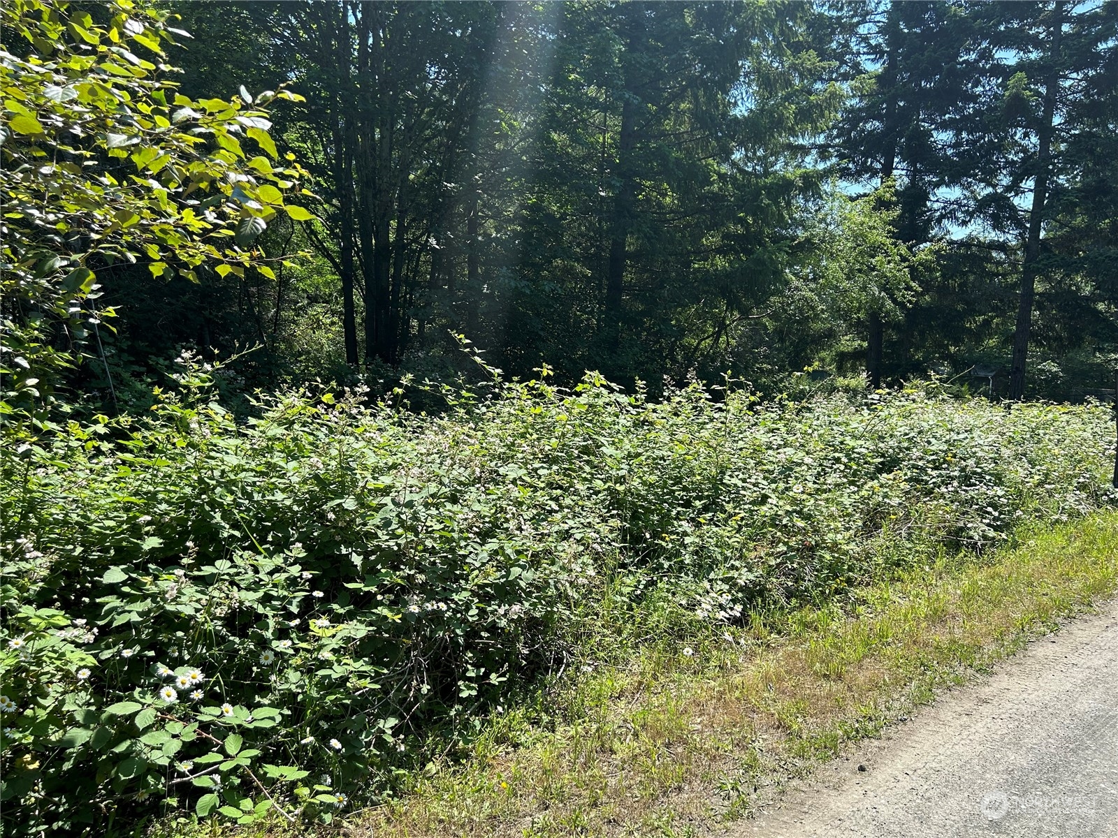 0 Highway 101 Brinnon, WA 98320 - Photo 13 of 19 a view of a garden with plants