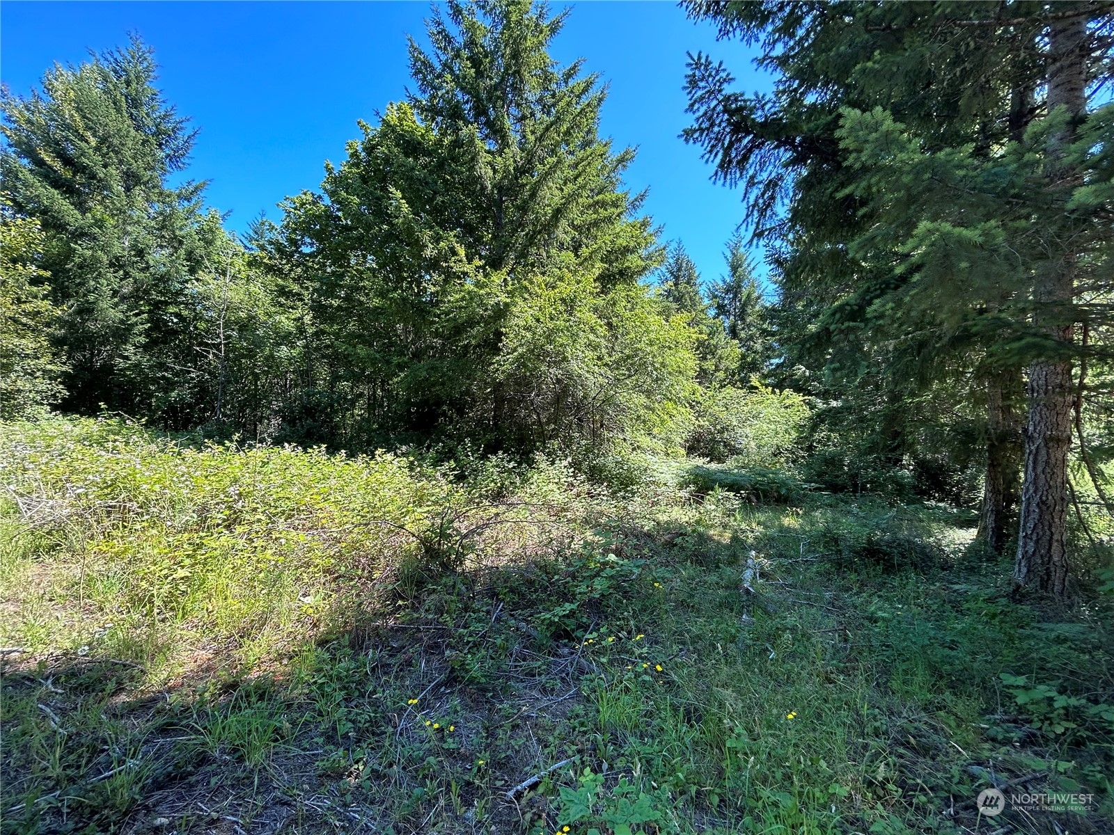 0 Highway 101 Brinnon, WA 98320 - Photo 19 of 19 a view of a garden with plants and large trees