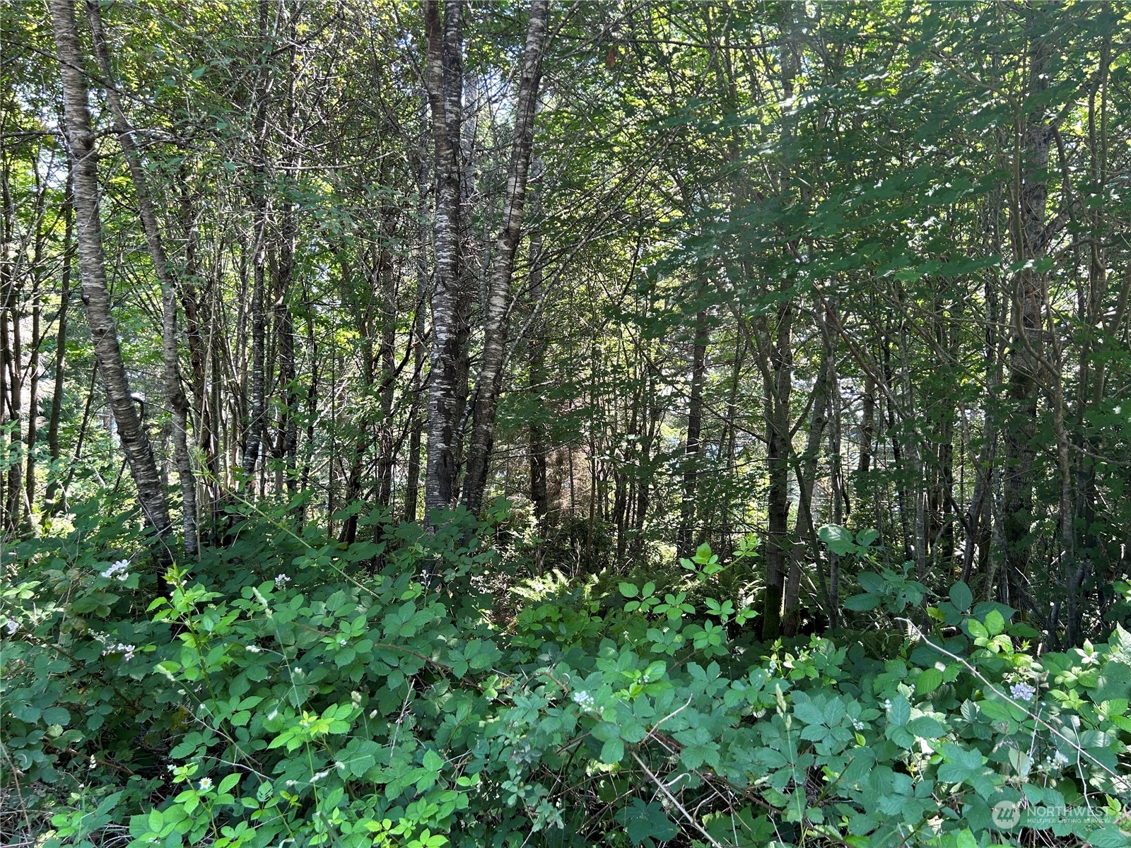 0 Highway 101 Brinnon, WA 98320 - Photo 6 of 19 a view of a lush green forest