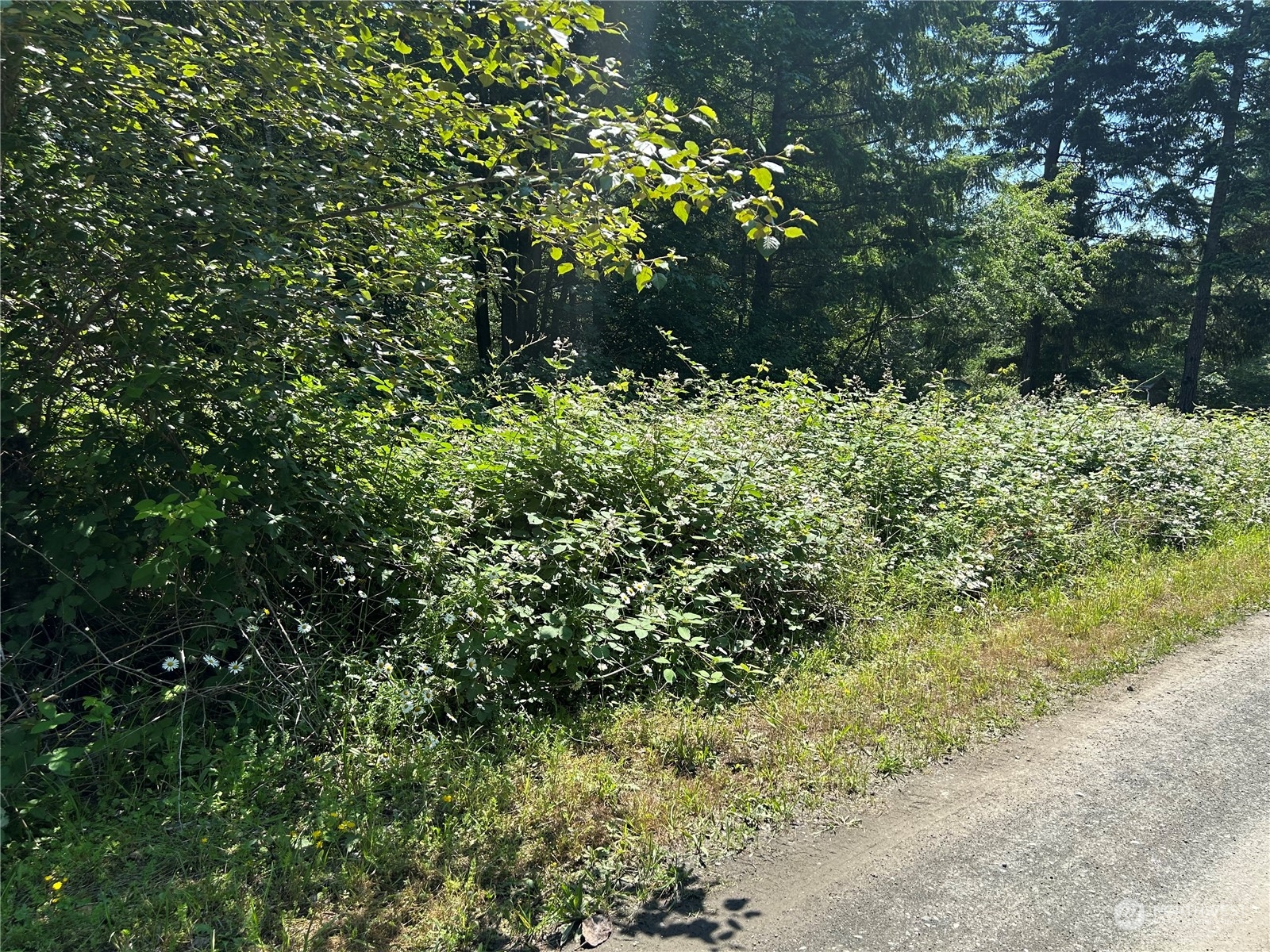 0 Highway 101 Brinnon, WA 98320 - Photo 7 of 19 a view of a house with a tree