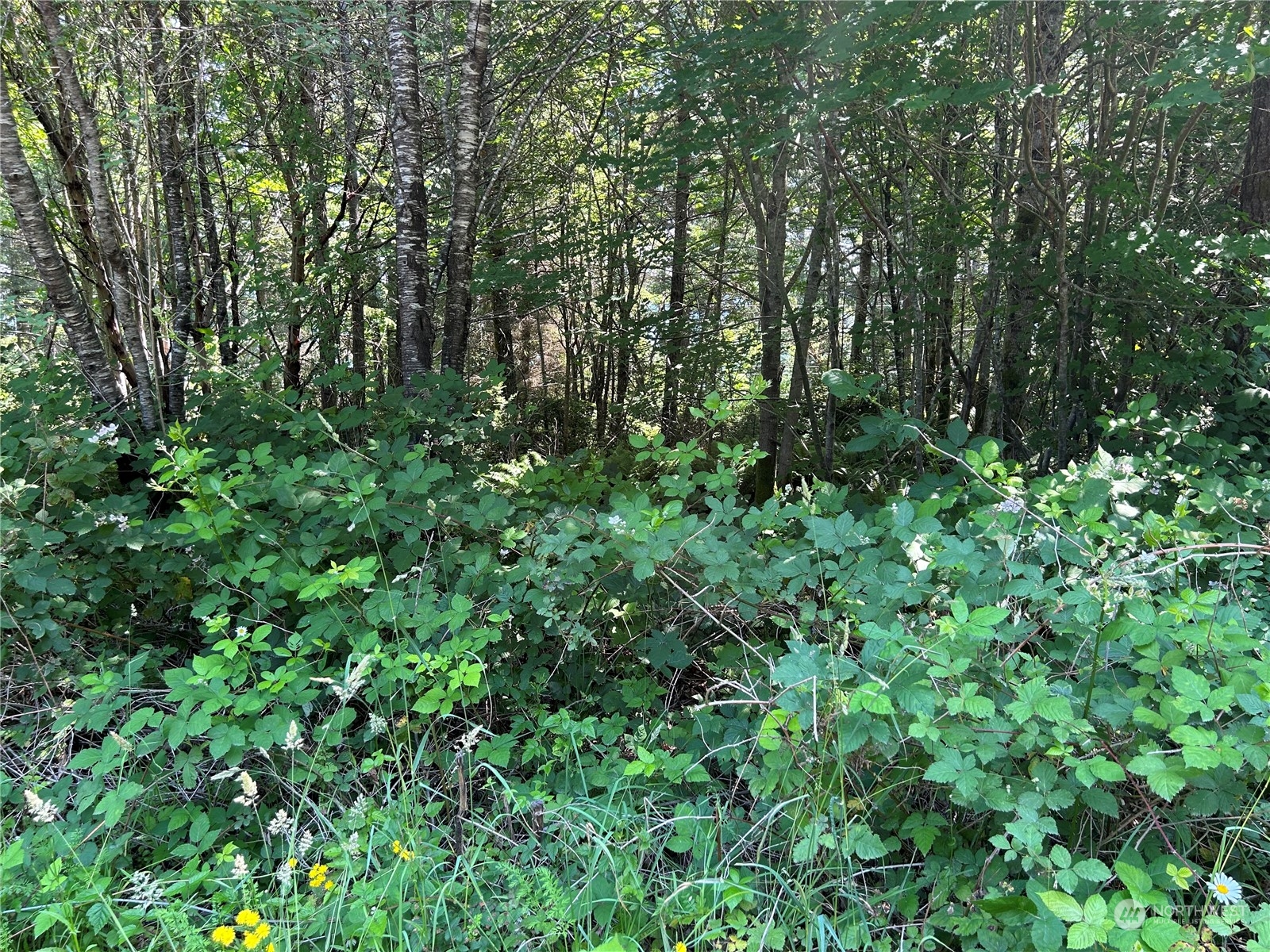 0 Highway 101 Brinnon, WA 98320 - Photo 8 of 19 a view of a lush green forest
