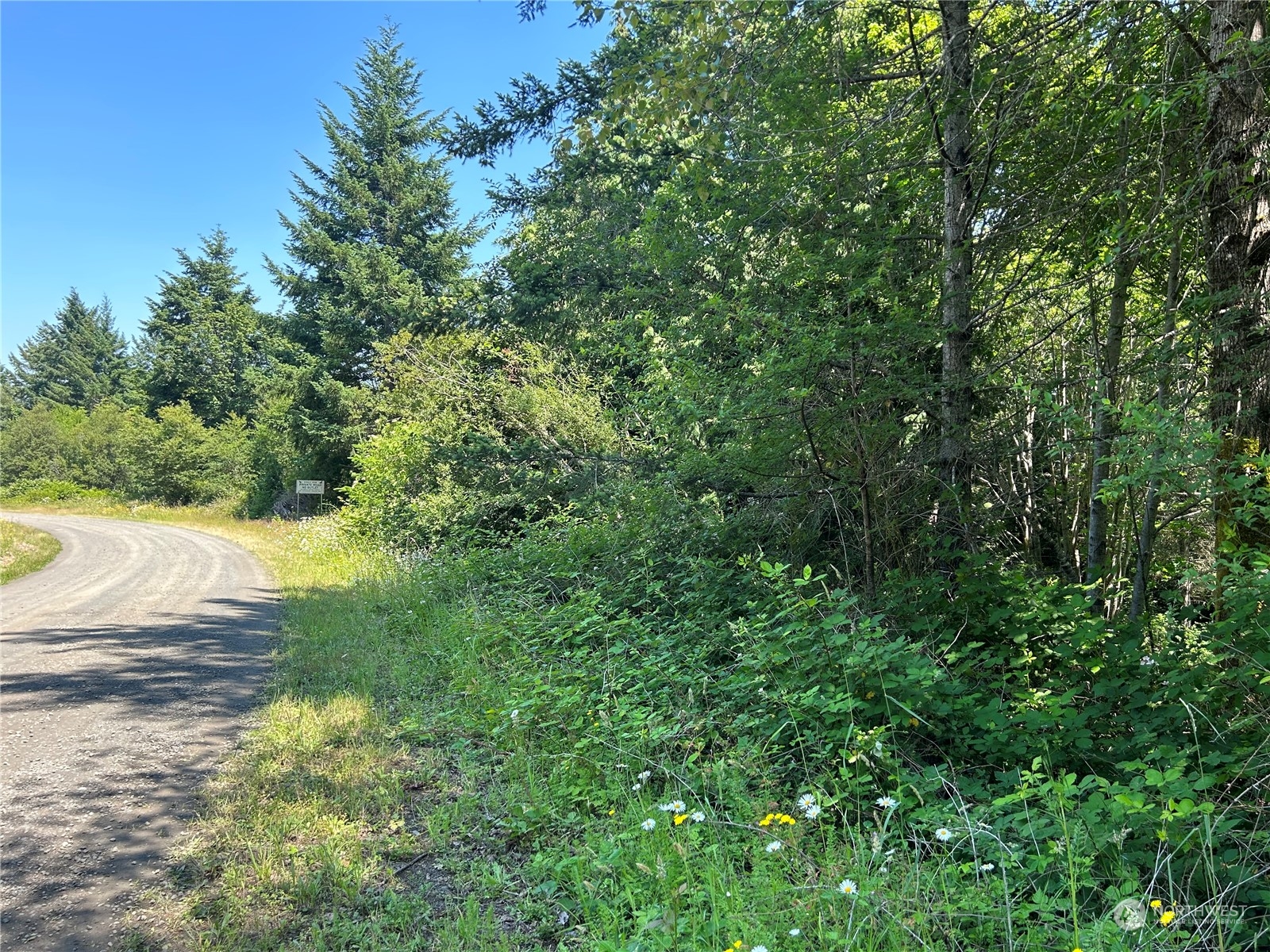 0 Highway 101 Brinnon, WA 98320 - Photo 9 of 19 a view of a yard with plants and large trees