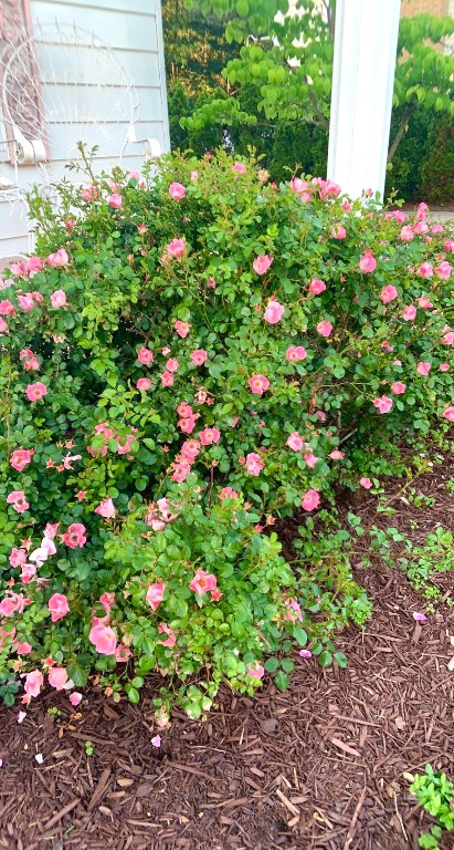 3 Penston Road Binghamton, NY 13903 - Photo 35 of 37