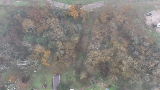 a view of a forest that has a tree