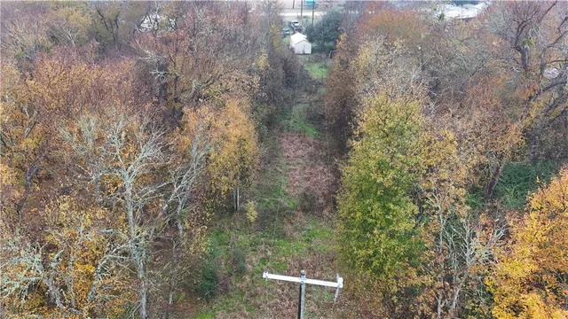 a close up of a tree