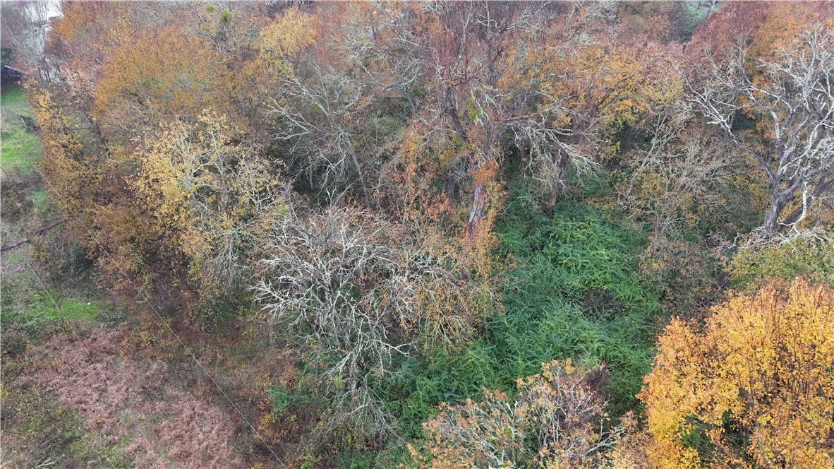 6 Calvert Tx 77837 Calvert, TX 77837 - Photo 5 of 6 a view of a forest with lots of trees