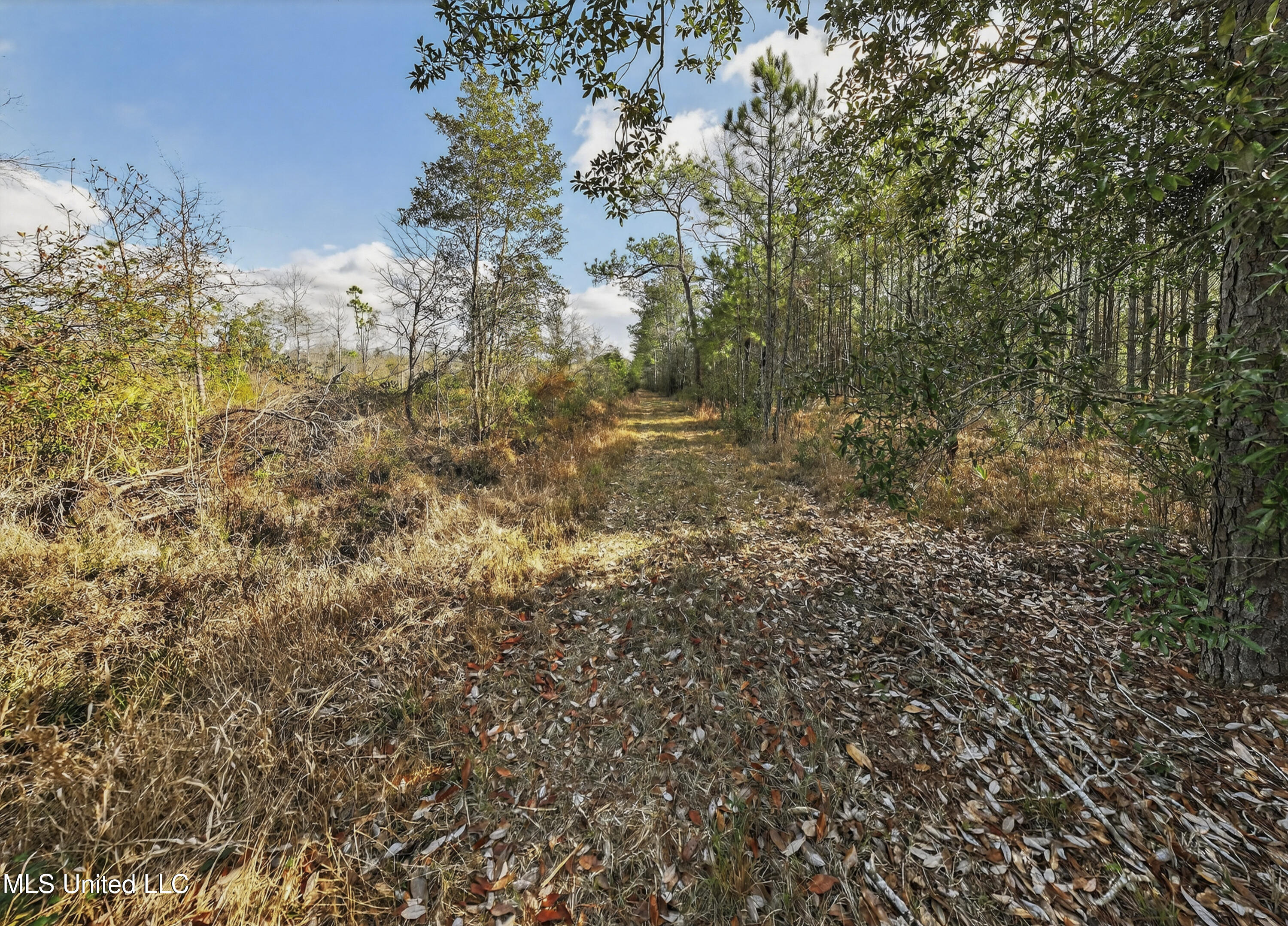 745-ac Moody Road Lucedale, MS 39452 - Photo 14 of 30 LucedaleLand-13