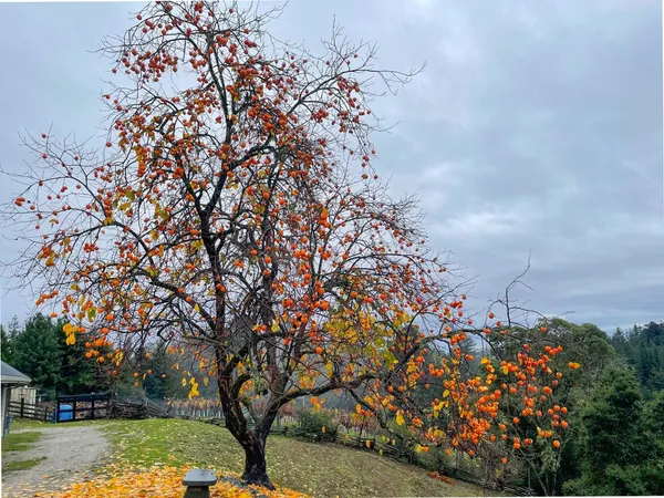 $1,499,000 | 1584 Tindall Ranch Road, Corralitos, CA 95076